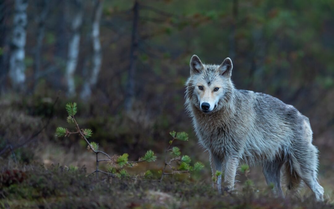 Lupo ucciso con una fucilata in provincia di Savona