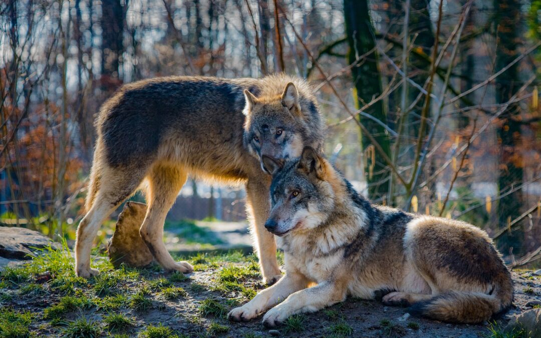 Consiglio di Stato sospende l’ordinanza del TAR che consentiva l’uccisione di due lupi a caso