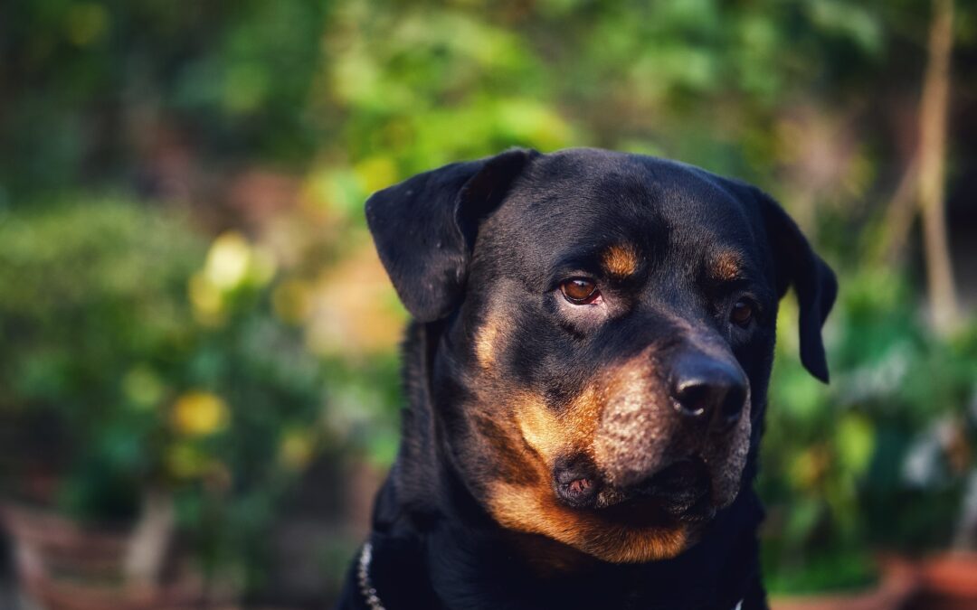 LNDC Animal Protection denuncia l’uomo che ha ucciso il proprio cane ad Arezzo