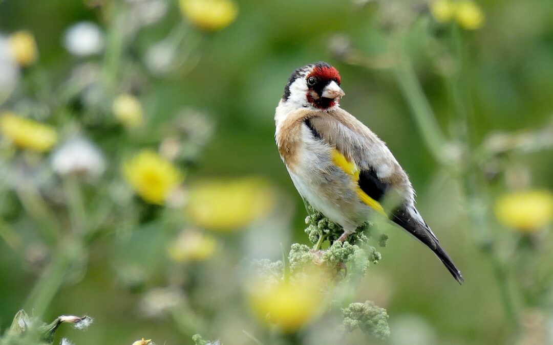 Praticava l’uccellagione nel barese. LNDC Animal Protection denuncia bracconiere