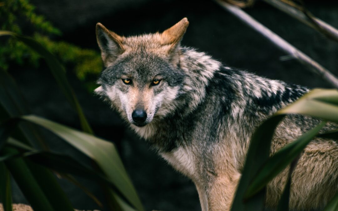 Consiglio di Stato conferma sospensione ordinanza del Tar Trento che consentiva l’uccisione di due lupi