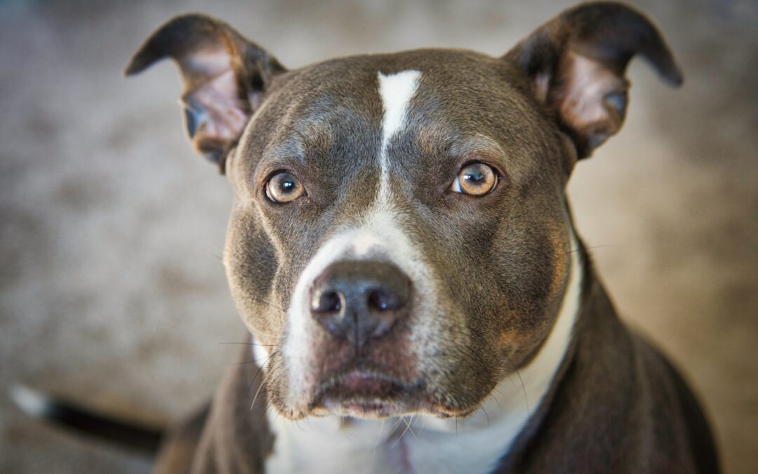 Abbandonano in casa il cane che muore di stenti. La denuncia di LNDC Animal Protection