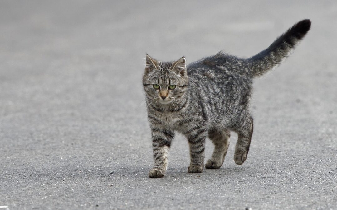 Gatto colpito da pallini in provincia di Massa Carrara, rischia la paralisi. La denuncia di LNDC Animal Protection