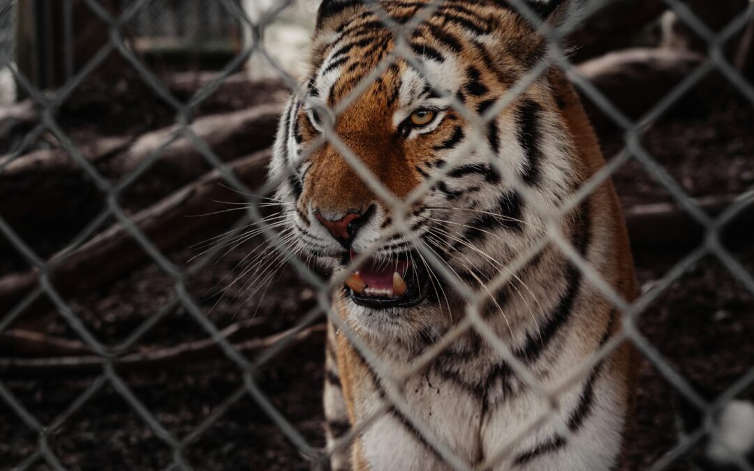 Arriva il circo a Palermo. LNDC Animal Protection scrive al Sindaco