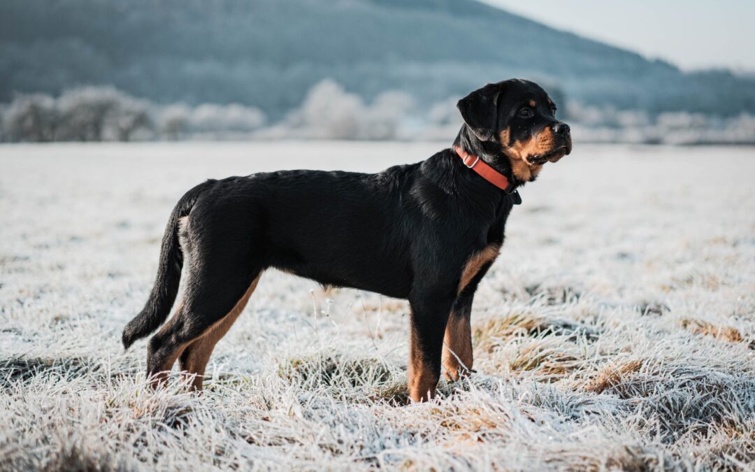 CANE DECAPITATO DA UN COLPO DI FUCILE: LNDC SI SCHIERA AL FIANCO DELLA FAMIGLIA PER FARE GIUSTIZIA