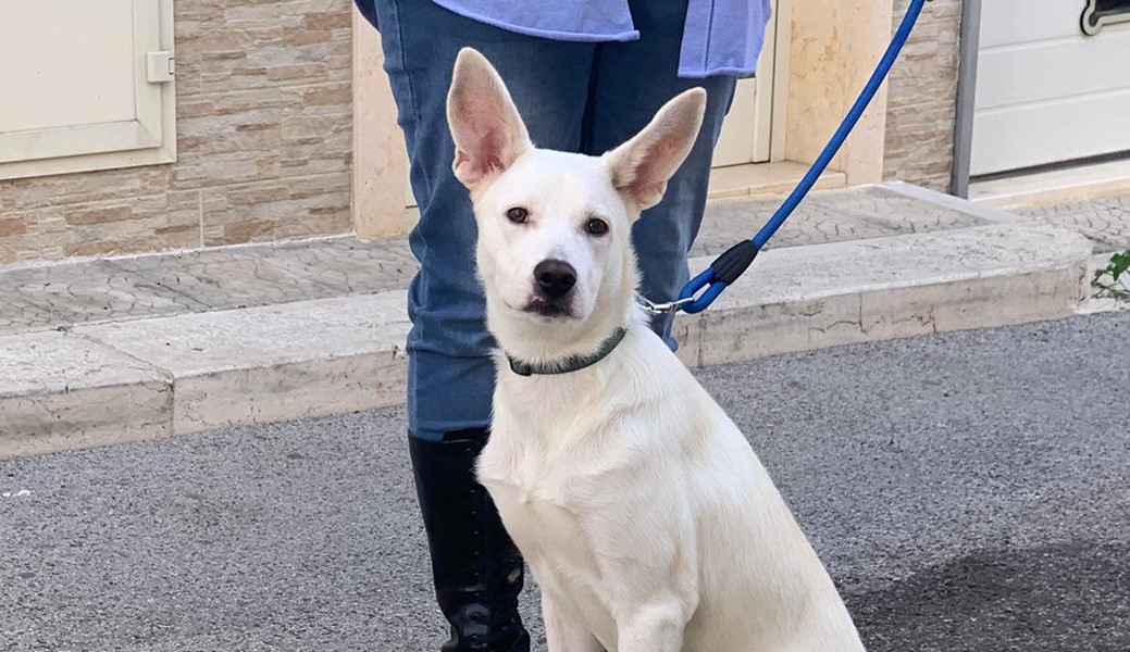 Pablo, il cucciolone di Adelfia (BA), cerca casa