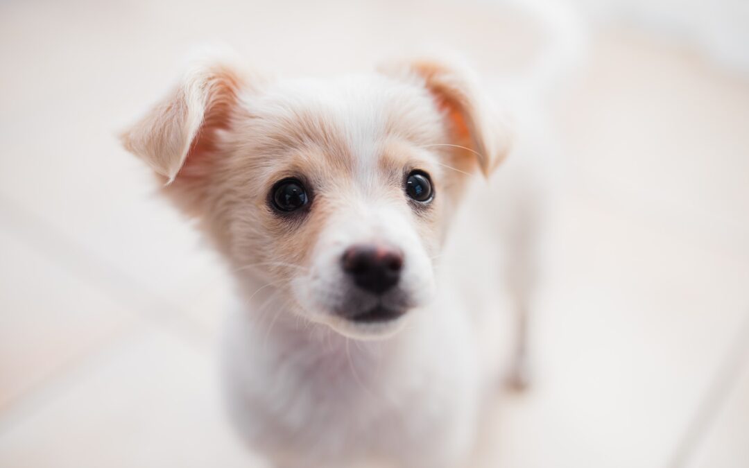 Cucciolo sparato e buttato in un canale a Massafra (TA). LNDC Animal Protection sporge denuncia