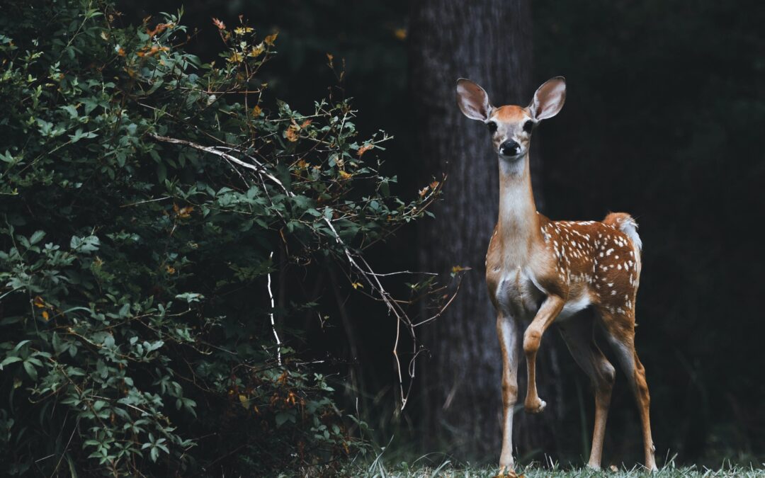 LNDC AL PRESIDENTE MATTARELLA: “NO ALL’UCCISIONE DI 1500 CERVI NEL PARCO DELLO STELVIO E DI TUTTA LA FAUNA SELVATICA”