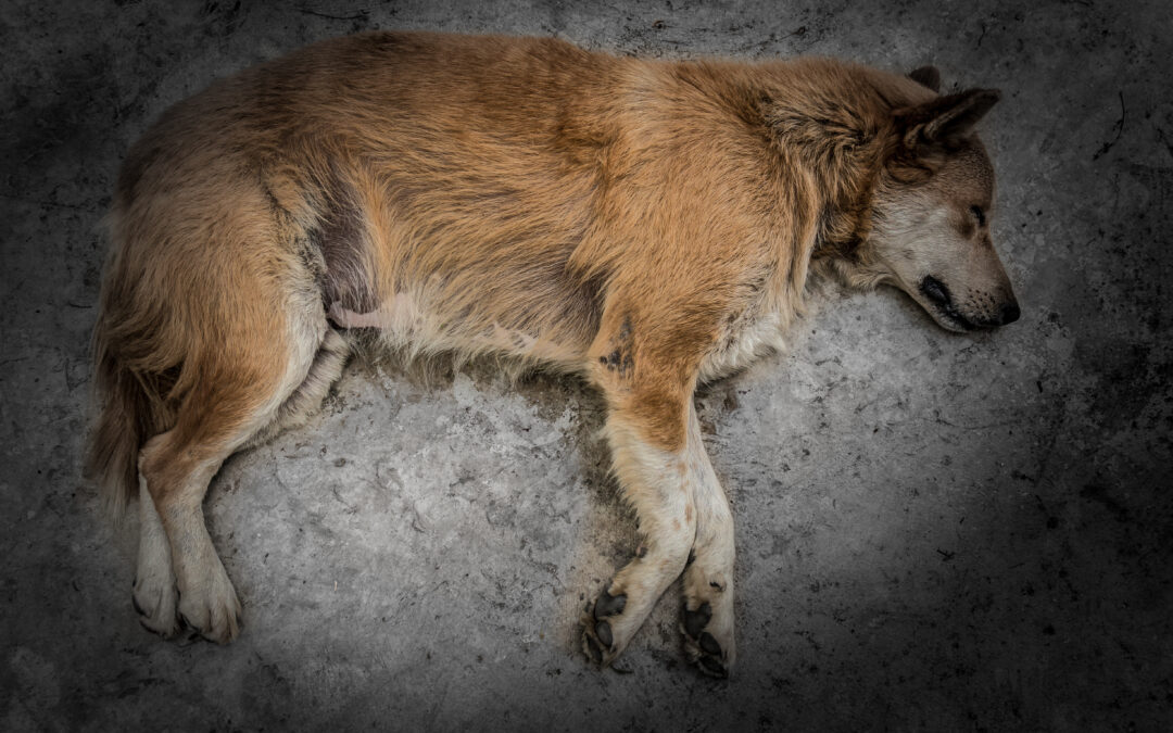 LNDC ANIMAL PROTECTION RIBALTA DUE RICHIESTE DI ARCHIVIAZIONE PER FAR LUCE SULLA MORTE DI DUE CANI