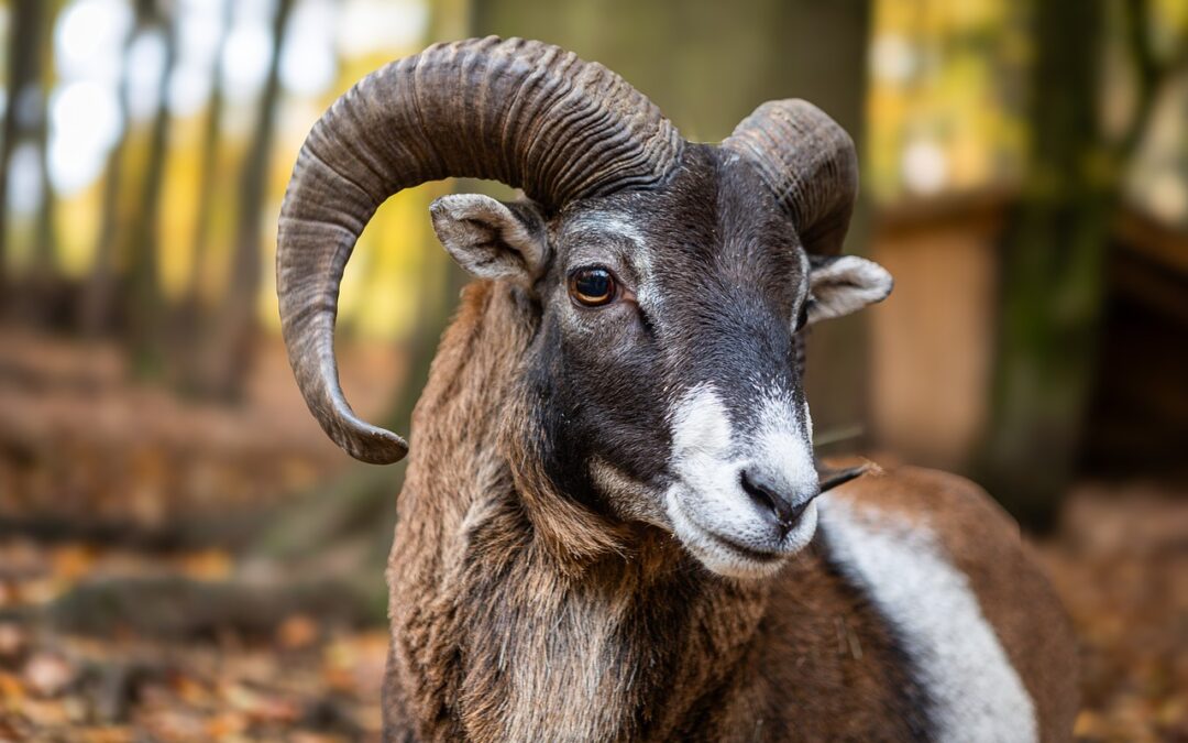 Associazioni animaliste diffidano la Regione Toscana dal proseguire con lo sterminio del rarissimo muflone del Giglio. Si rischia il “disastro ambientale”. 
