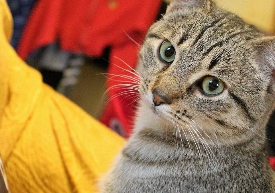 GATTO IMPICCATO IN PIENO GIORNO A BOJANO (CB). LNDC ANIMAL PROTECTION DENUNCIA