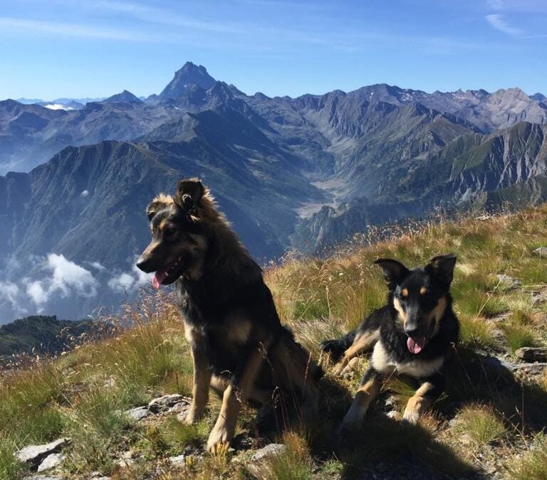 ARGO E FIAMMA, UCCISI A FUCILATE NEI BOSCHI. LNDC ANIMAL PROTECTION SPORGE DENUNCIA