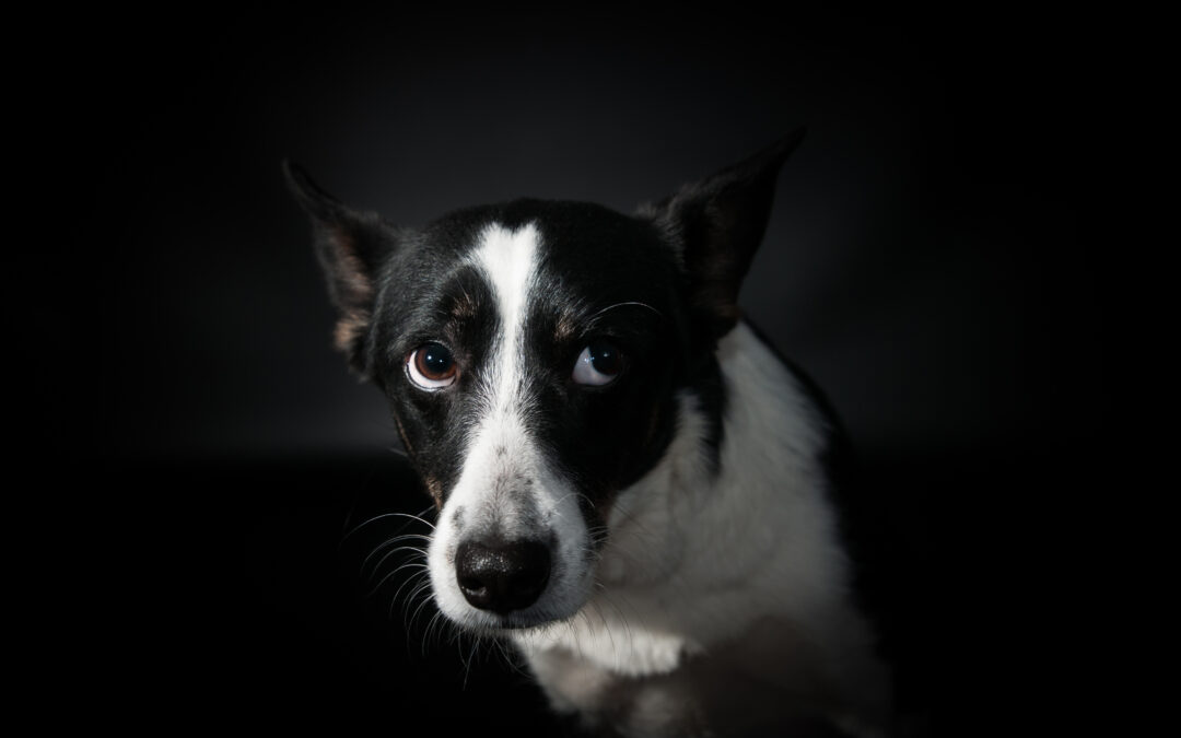 #Buttaibotti 2023 – Per gli animali i fuochi d’artificio sono come bombe. LNDC chiede: Cessate i fuochi!