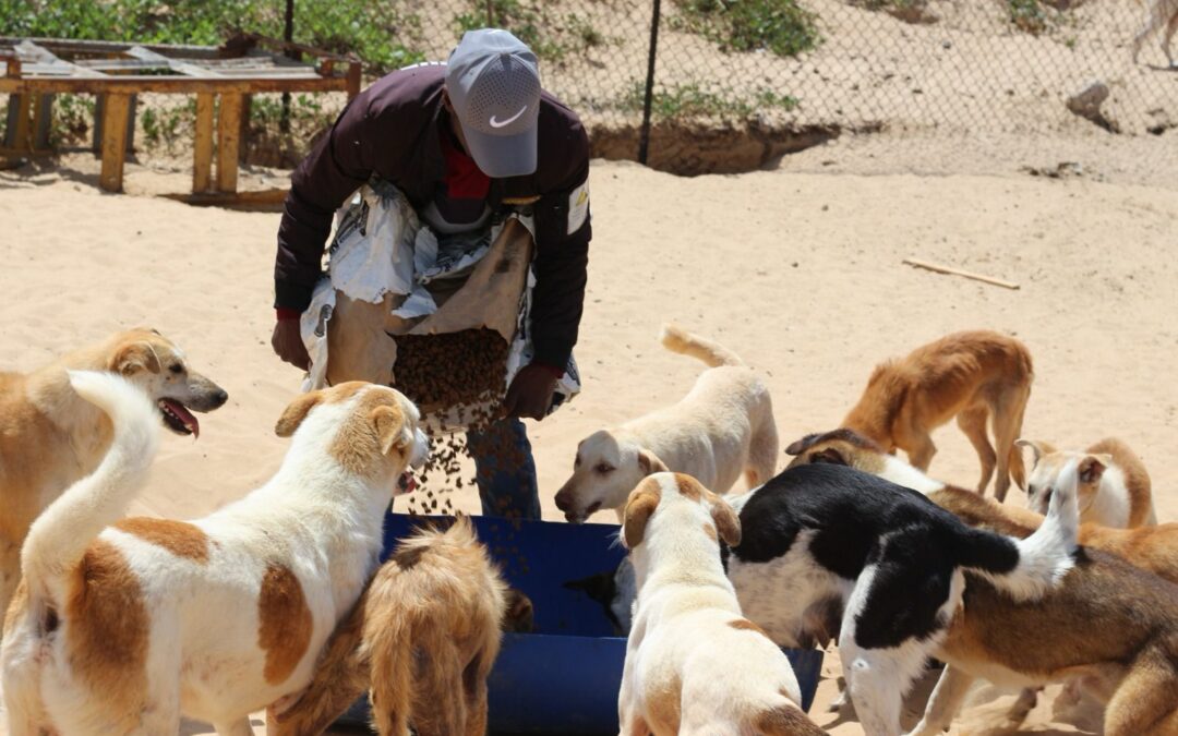 LNDC Animal Protection e la Rete dei Santuari di Animali Liberi chiedono aiuti umanitari per gli animali di Gaza