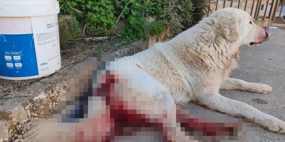 Un lungo weekend di orrore per gli animali in tutta Italia