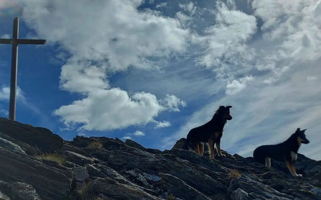 Identificato il killer di Argo e Fiamma del Rifugio Lago Verde. LNDC Animal Protection andrà fino in fondo