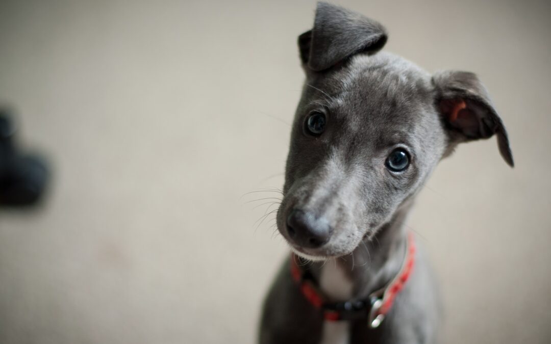 Trafigge un cane con un dardo di balestra a Rialto (SV). LNDC Animal Protection denuncia