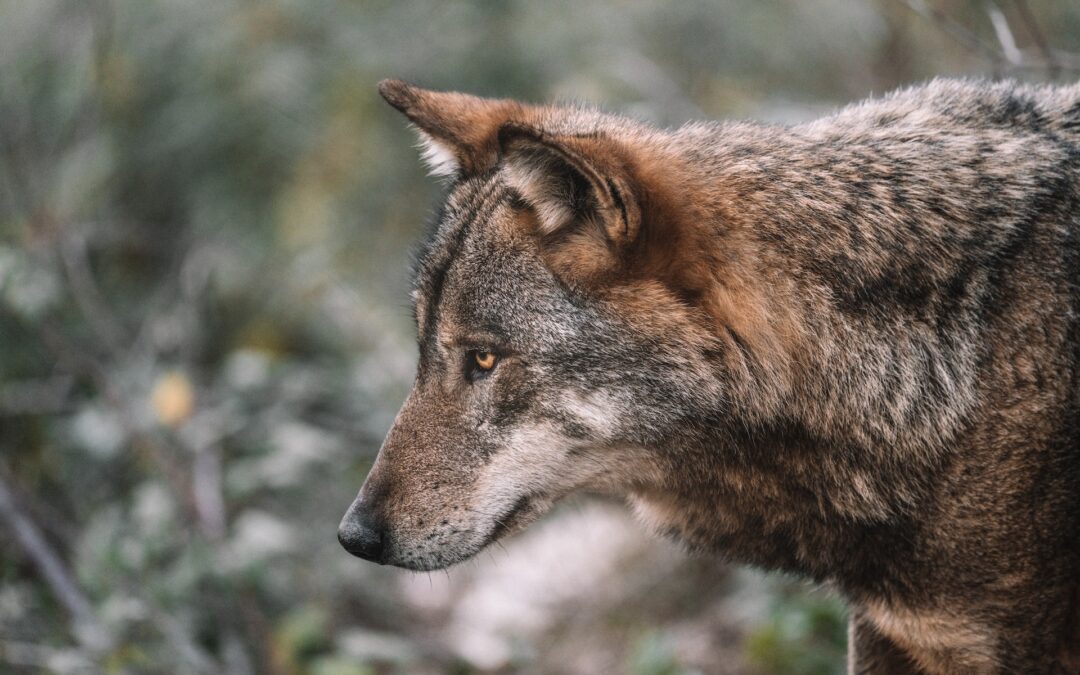 Lupa uccisa e sventrata ad Albenga. LNDC Animal Protection sporge denuncia