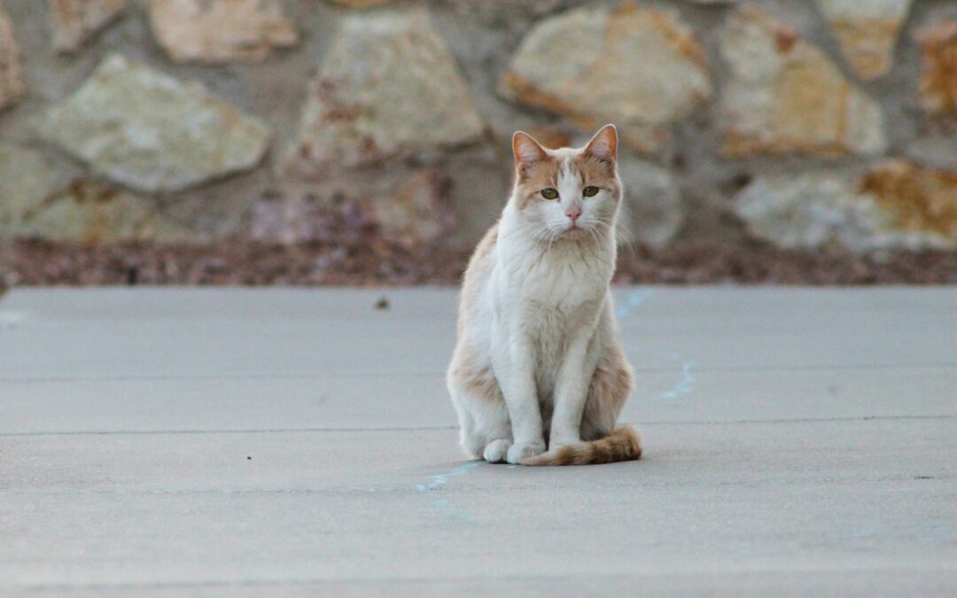 Gattino preso a calci a Eboli. LNDC Animal Protection sporge denuncia