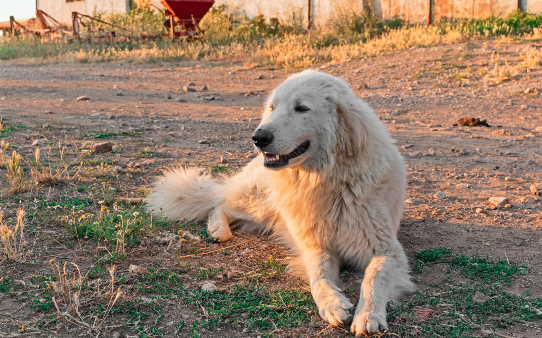 Cane scuoiato e fatto a pezzi a Roma. La denuncia di LNDC Animal Protection