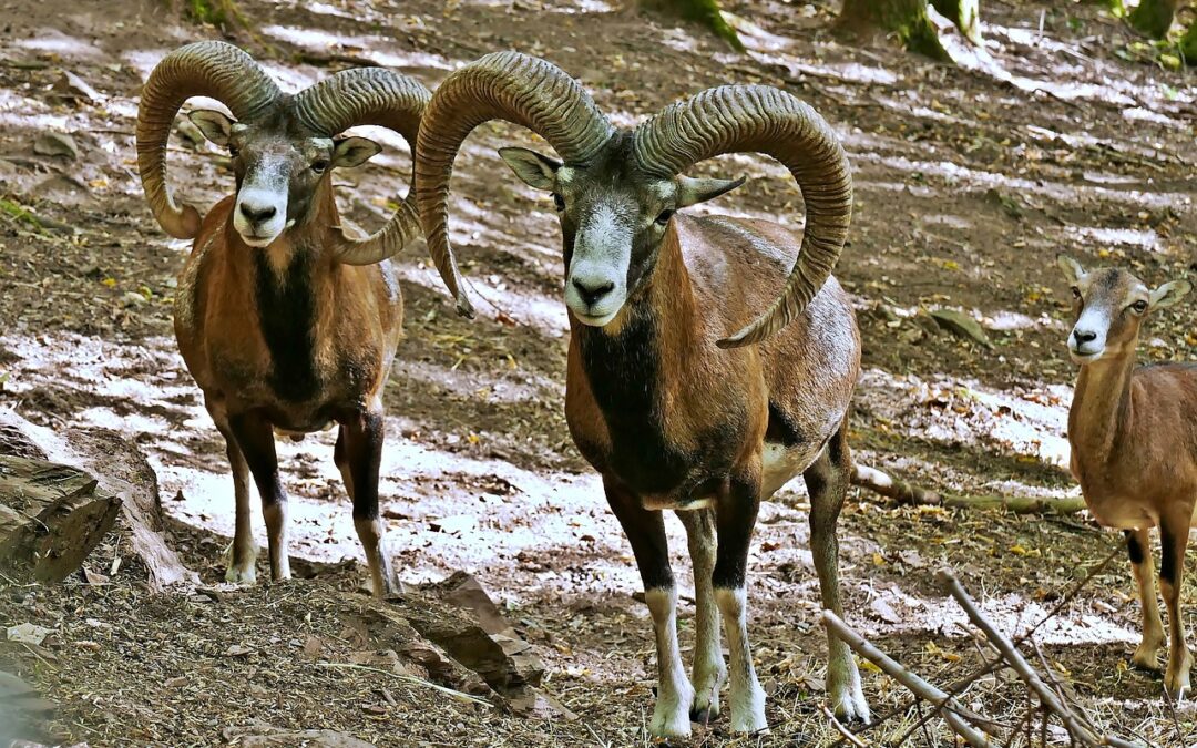 Ricorso straordinario al Presidente della Repubblica per salvare i mufloni dell’Isola del Giglio.