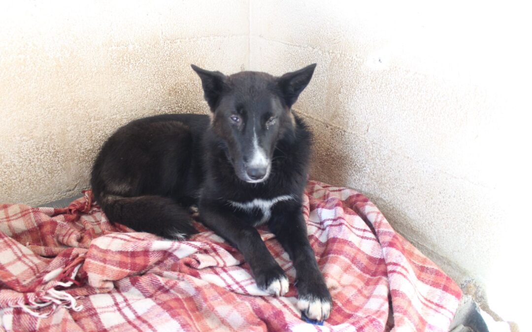 Oliver, affidato alla Sezione LNDC di Ruvo di Puglia, cerca una nuova occasione dopo aver rischiato la vita