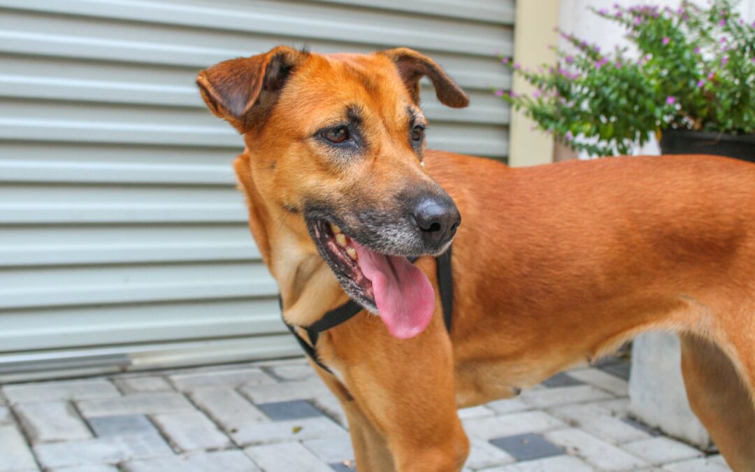 Cane ferito da petardi nel leccese. LNDC Animal Protection denuncia