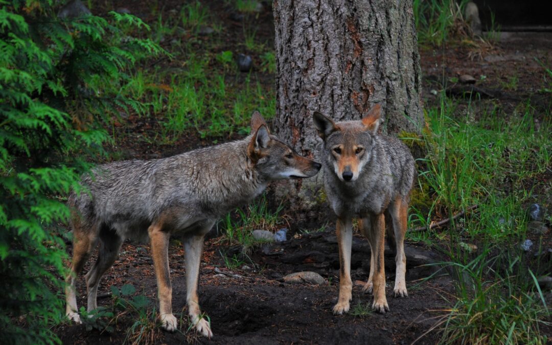 Altri Comuni della Val d’Ossola contro lupi e orsi. LNDC Animal Protection diffida.