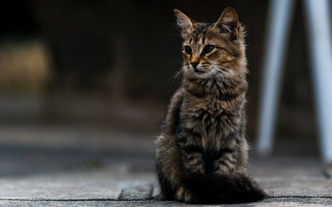 Orrore a Baselice (BN): un gatto decapitato e intimidazione a una volontaria. La denuncia di LNDC Animal Protection