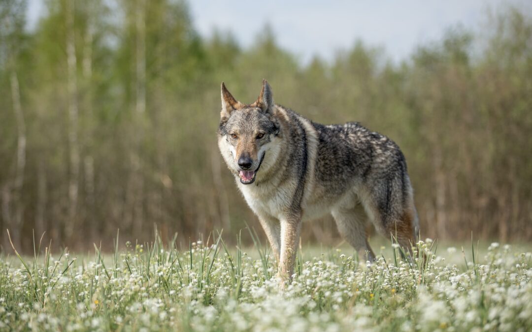 Oreste, un’altra vittima di un cacciatore in provincia di Pisa. LNDC Animal Protection sporge denuncia