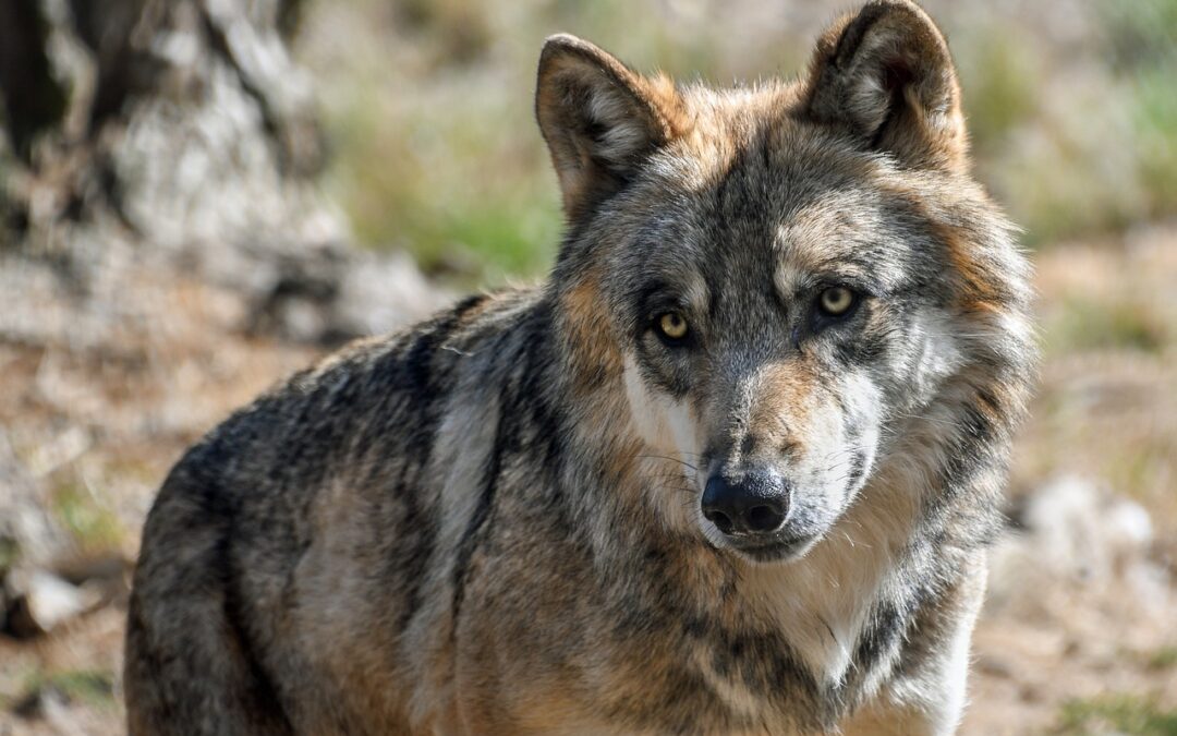 Il Ministro Lollobrigida chiede all’UE di ridurre lo status di protezione dei lupi. LNDC Animal Protection non ci sta