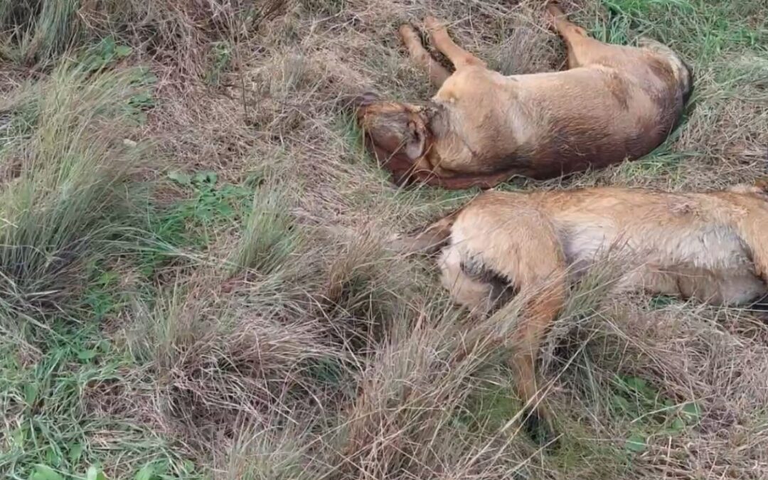 LNDC Animal Protection sporge denuncia per la probabile uccisione di due lupi vicino Lecce