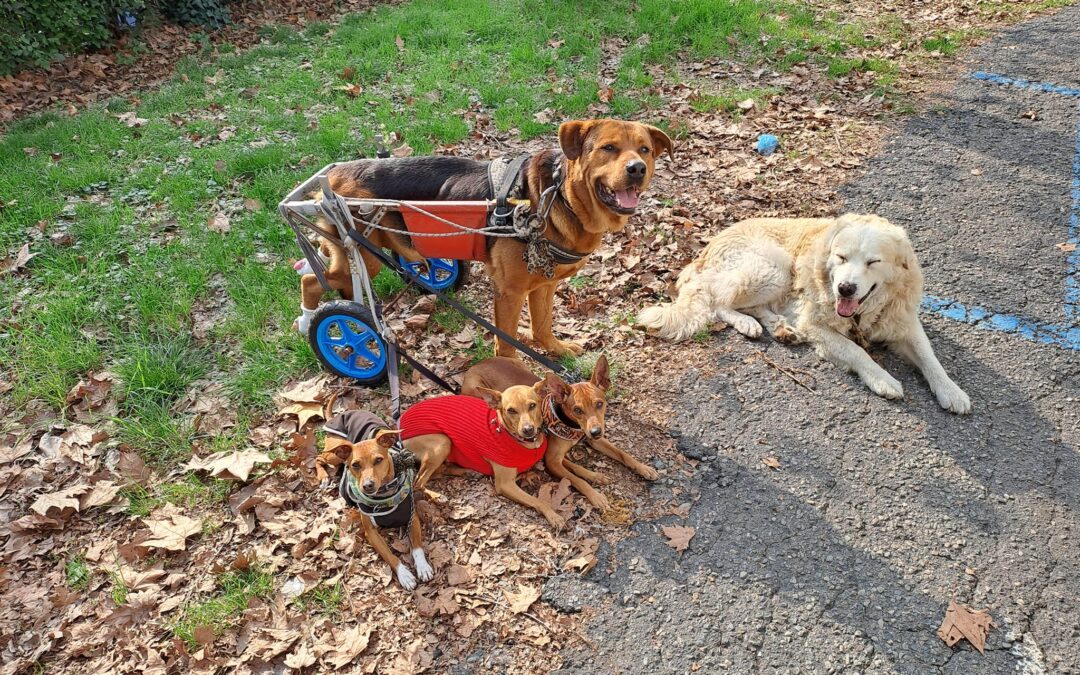 VIGILE AVREBBE MINACCIATO DI SPARARE AL CANE DI UN’ARTISTA DI STRADA
