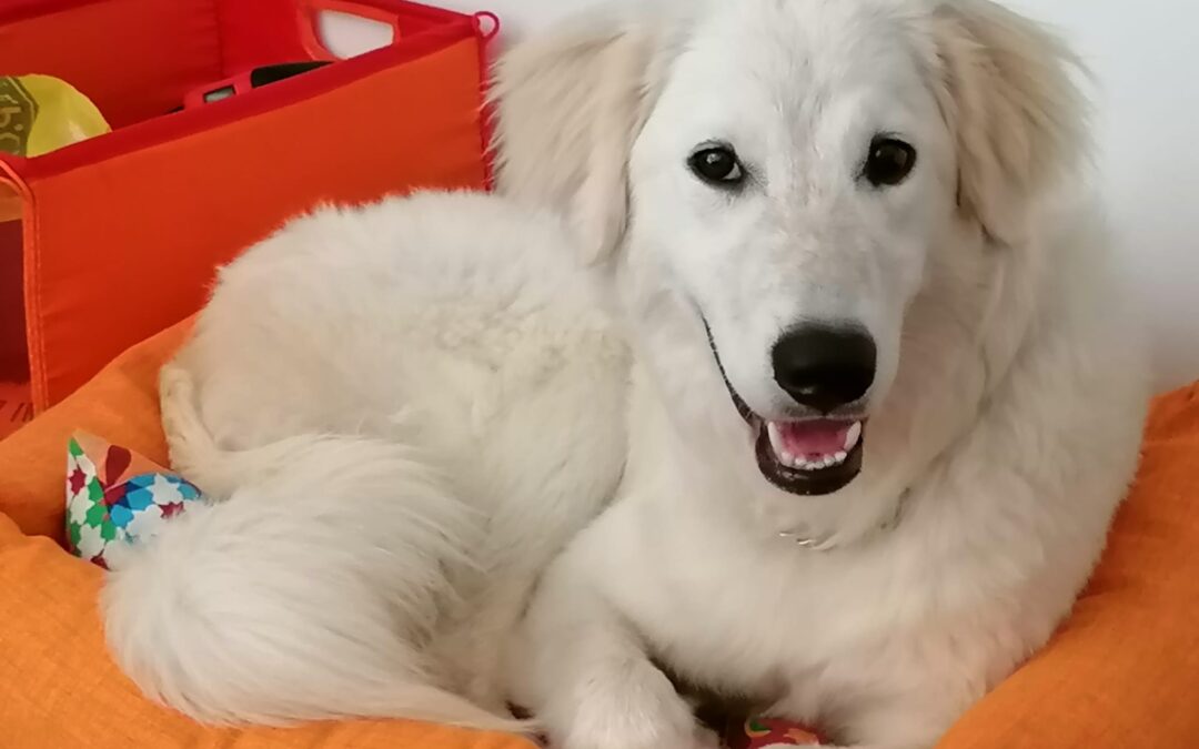 Pimpa ha una forza e un’energia contagiosa, da donare alla famiglia giusta