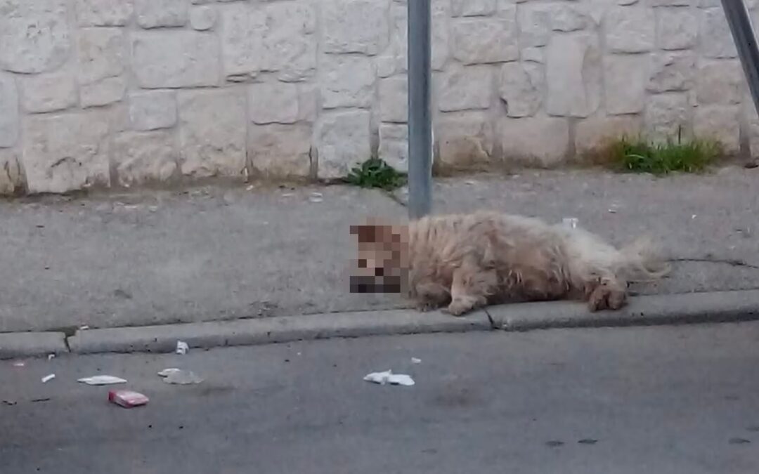 Cane morto a Gricignano di Aversa: responsabilità diffuse