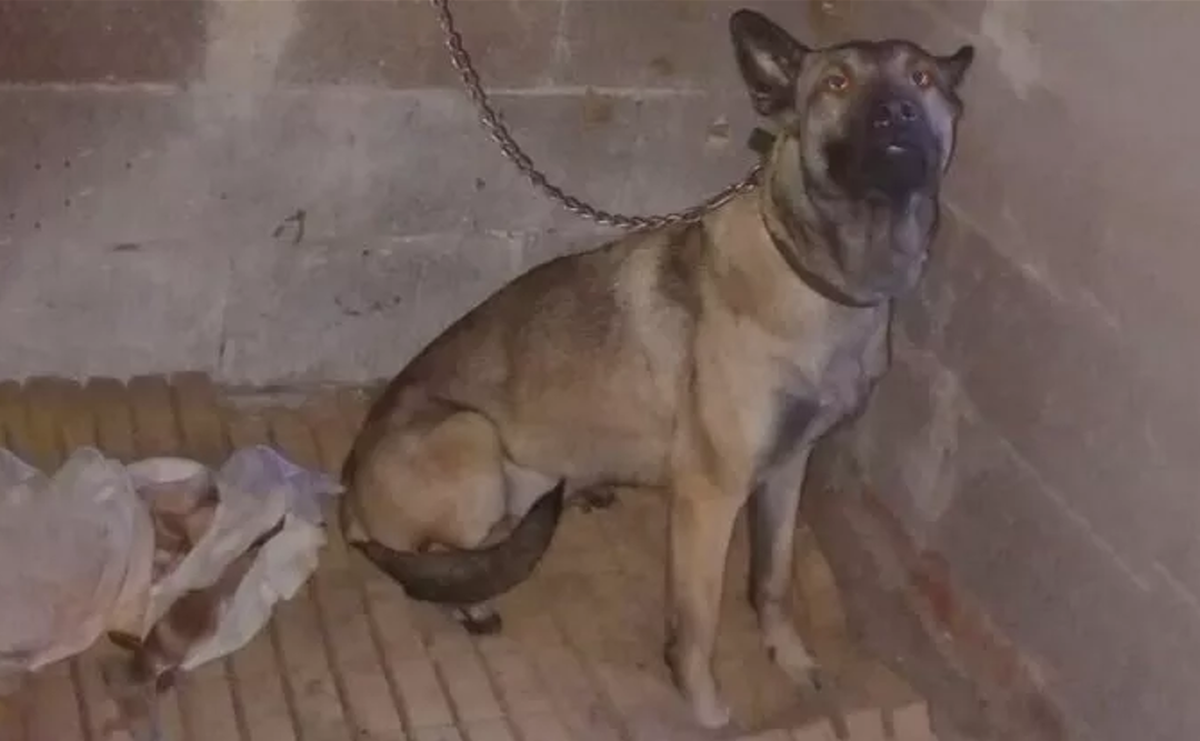 CANE LEGATO A CATENA E SEGREGATO AL BUIO, SENZA ACQUA NÉ CIBO.