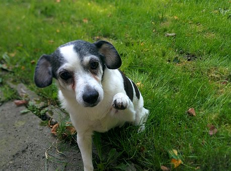 CANE UCCISO A CALCI DAI LADRI