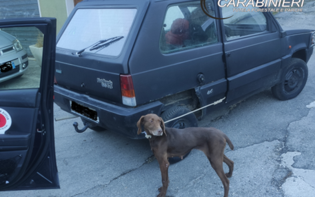 A Tornareccio (CH) cane trascinato da un’auto