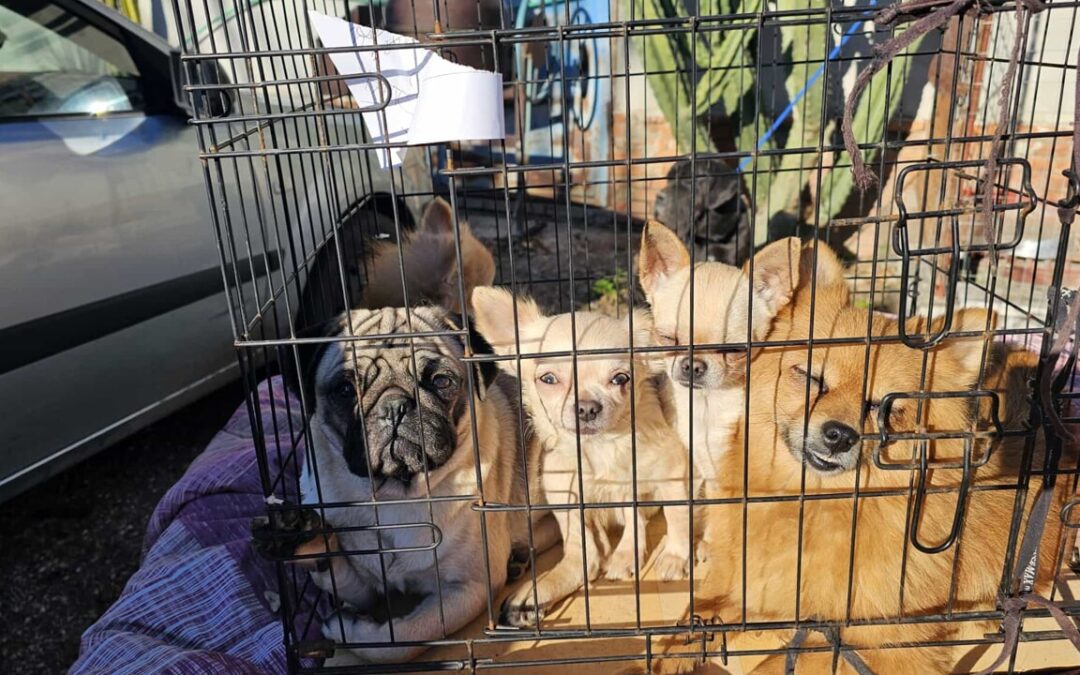 Cani, gatti e cavalli in condizioni disumane in una discarica abusiva a Fiumicino