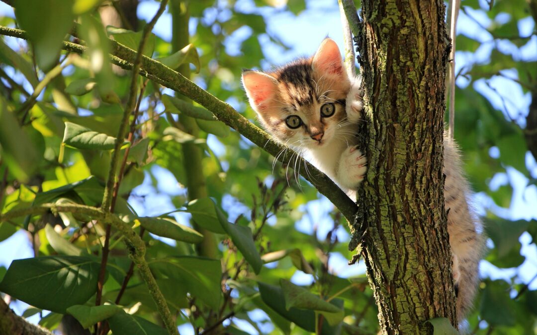 Violenze a danno di animali: l’escalation continua