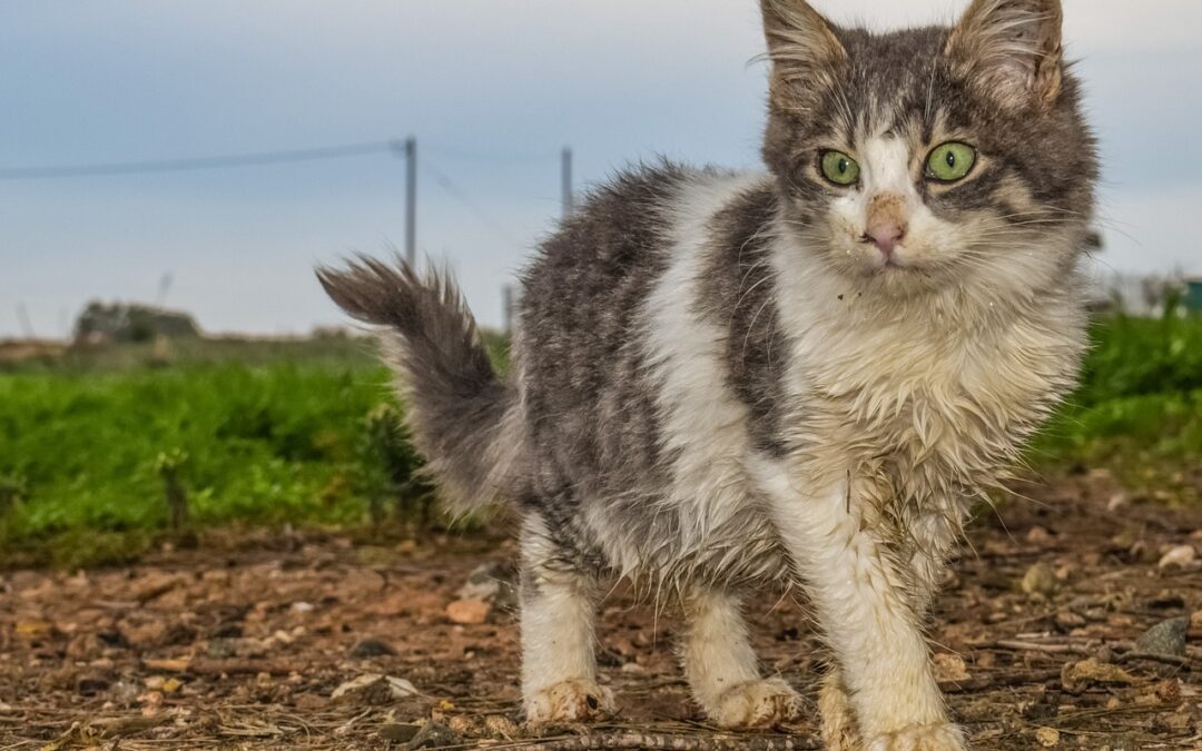 LNDC ANIMAL PROTECTION CERCA IL KILLER DEI GATTI A VITTORIA (RG)
