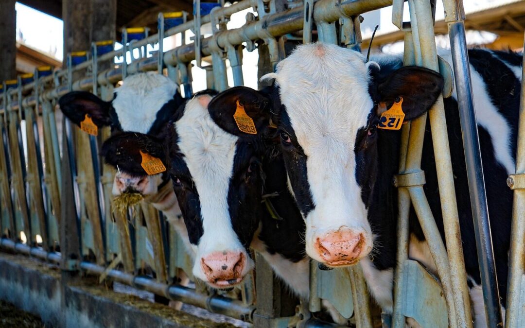 Studio olandese evidenzia gli enormi sprechi dell’industria della carne, con miliardi di animali uccisi inutilmente