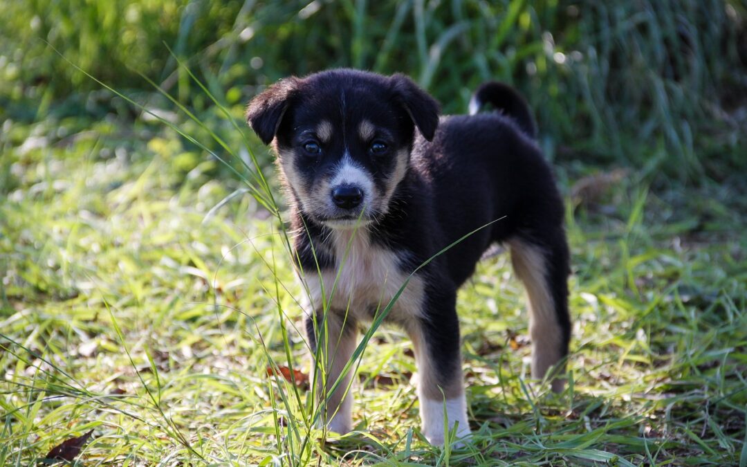 Cagnolino morto tra i rifiuti in provincia di Savona