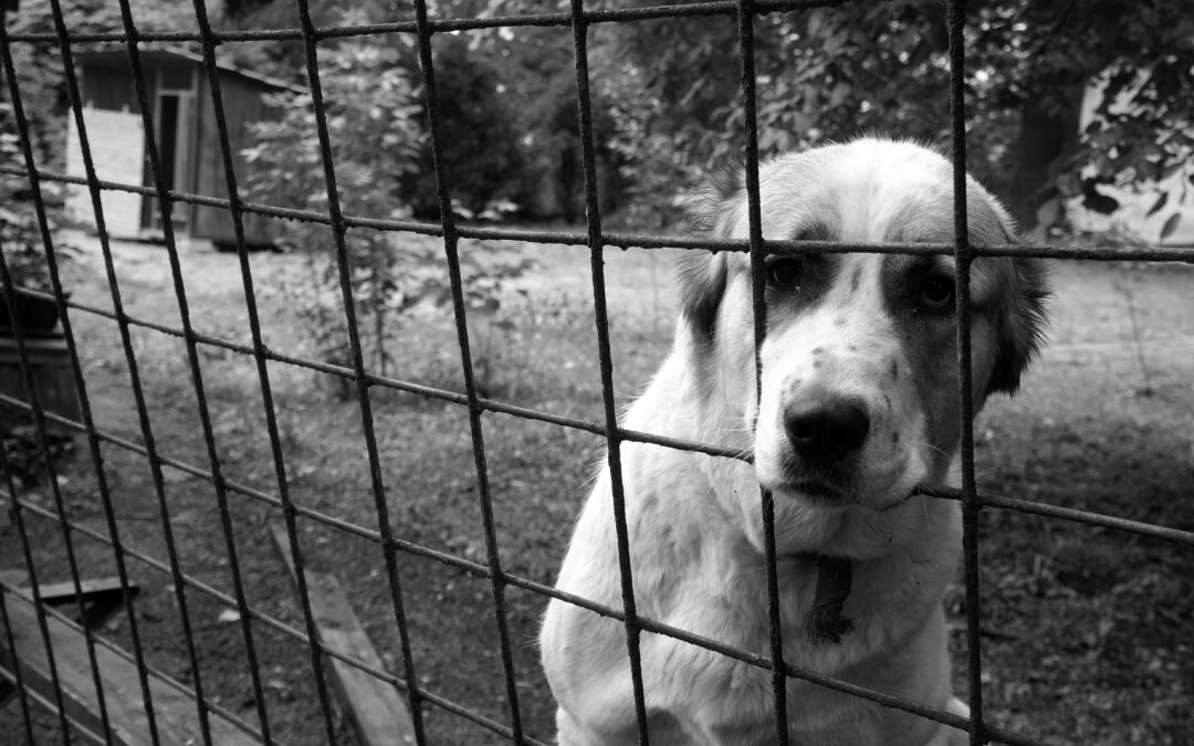 A Palermo nasce pool di magistrati contro i maltrattamenti di animali