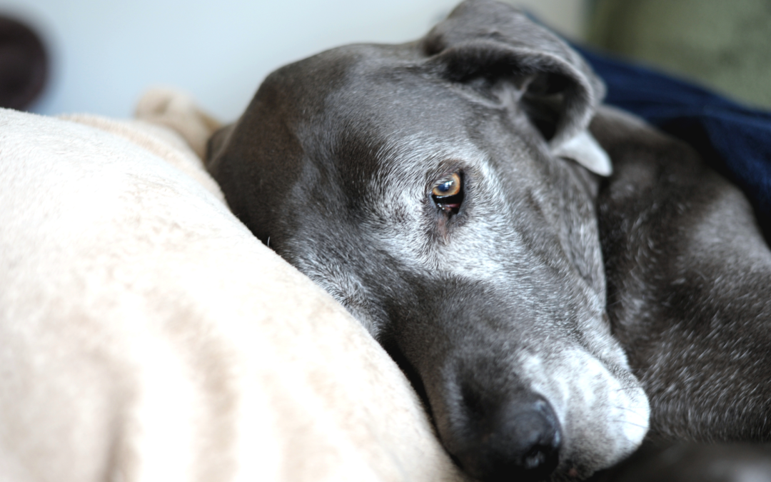 Una coperta calda per chi ne ha bisogno