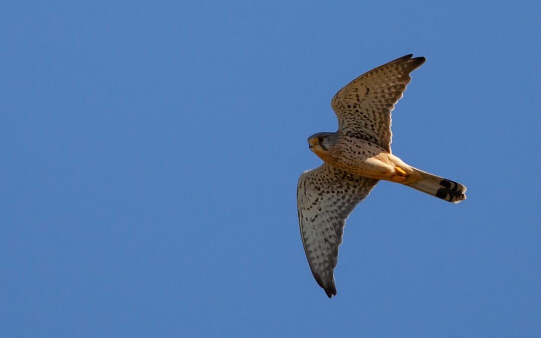 Nuovo grave attacco in Parlamento alla legge sulla caccia