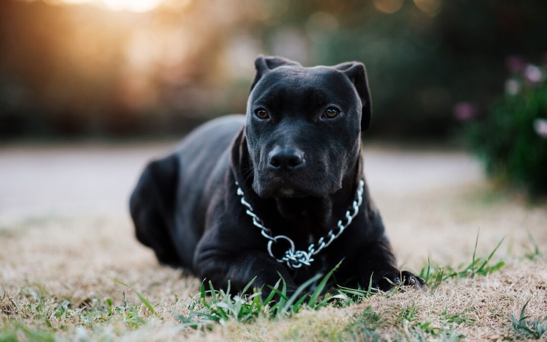 LNDC Animal Protection scrive al Sindaco di Aprilia in merito ai cani sequestrati