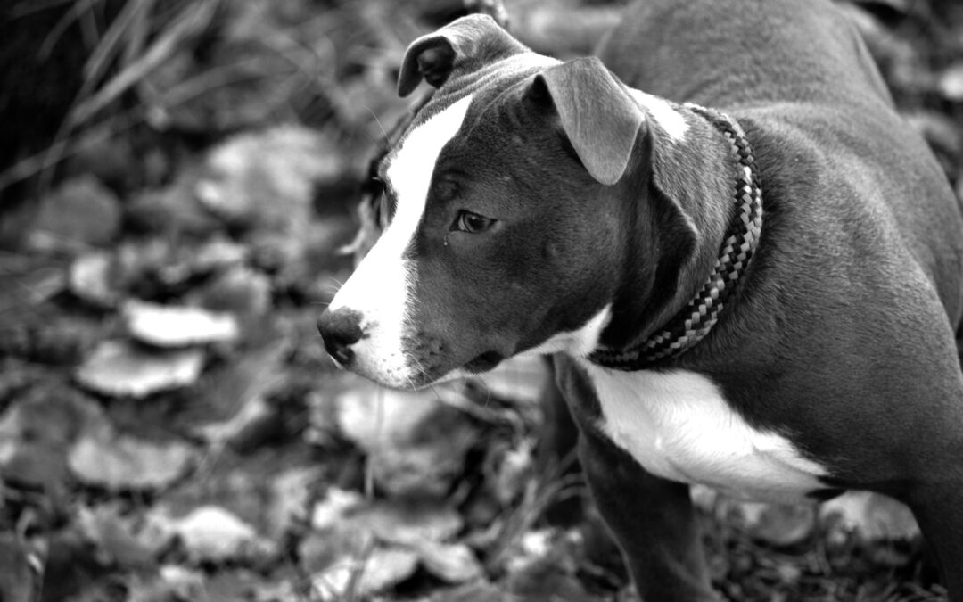 Sequestrati cani usati per combattimenti ad Aprilia. La denuncia di LNDC Animal Protection