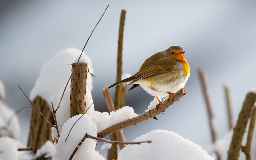 In inverno aiutiamo gli uccelli selvatici. Ecco i consigli di LNDC Animal Protection