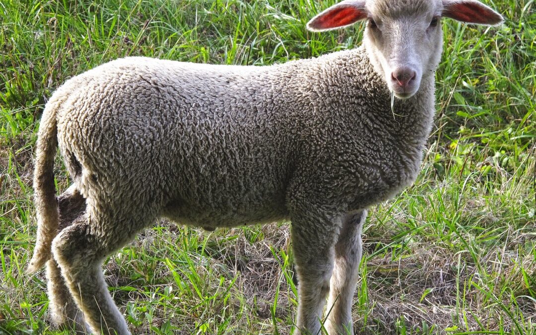 Pecore uccise in Alta Badia perché considerate pericolose